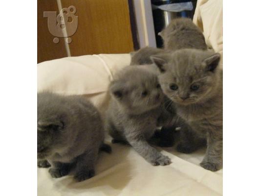 PoulaTo: 3 μπλε / κρεμ και 1 στερεή κρέμα γατάκια British Shorthair